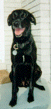 A Black Labrador called Buddy